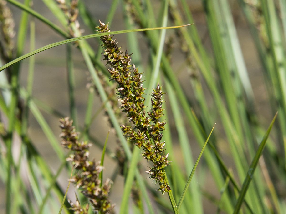 Carex paniculata